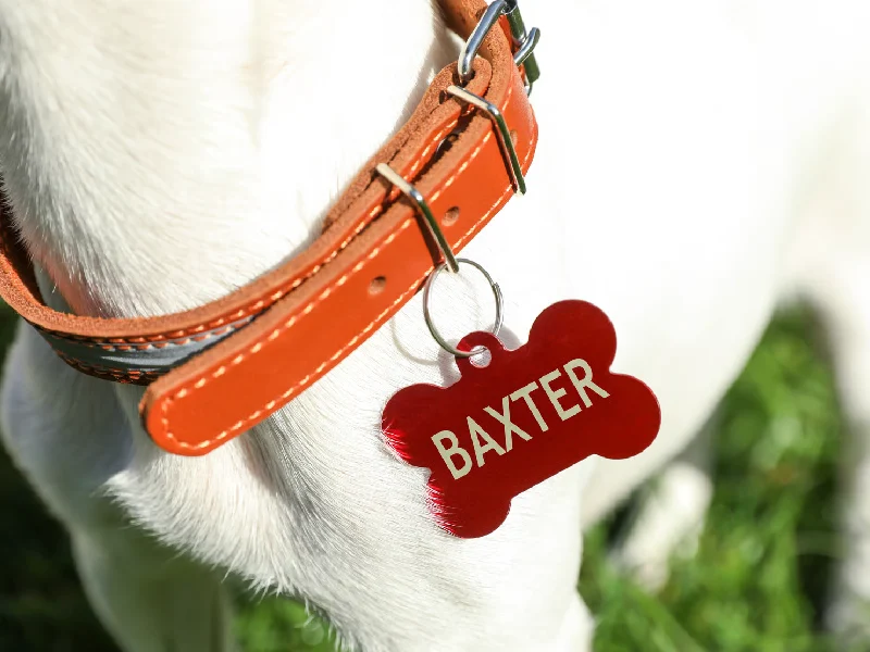 Dog in collar with metal tag on green grass outdoors, closeup